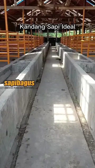 Kandang-Sapi-Ideal